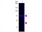 F(ab')2  Anti-Swine IgG (H&L)  (Fluorescein Conjugated) Secondary Antibody